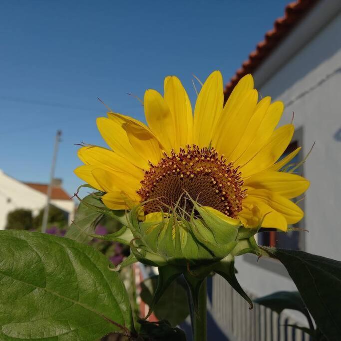 Sunflower Guest House - Madalena - Pico Sao Caetano  ภายนอก รูปภาพ